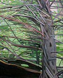 Old Growth